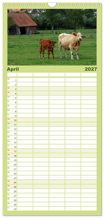 Produktbild: Familienplaner 2027 - Muuuhhh! mit 5 Spalten (Wandkalender, 21 x 45 cm) CALVENDO