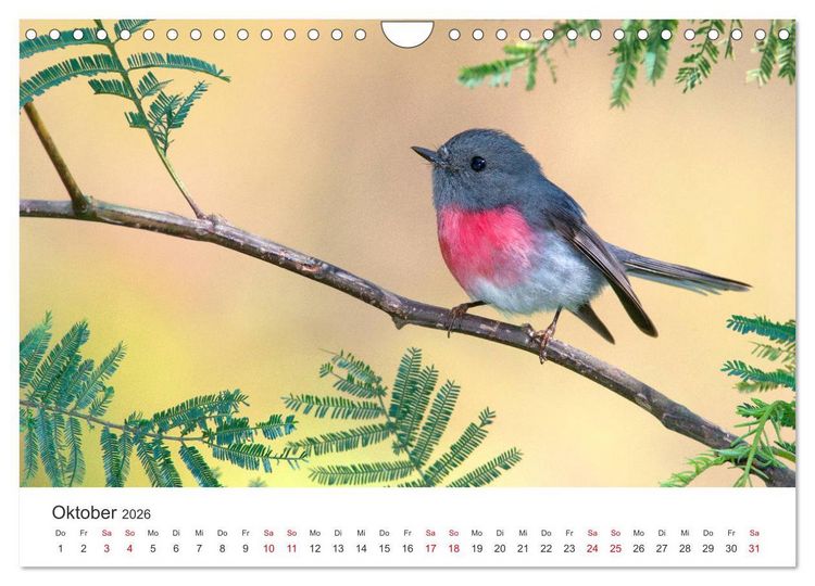 Produktbild: Singv&ouml;gel aus Australien (Wandkalender 2026 DIN A4 quer), CALVENDO Monatskalender