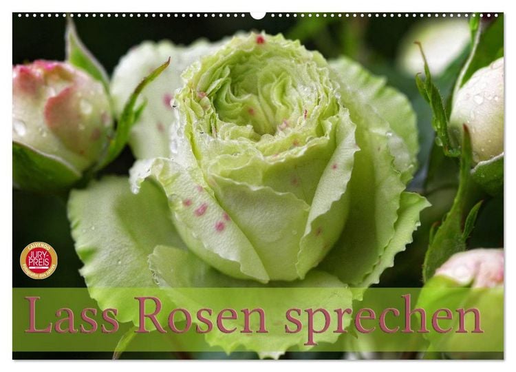 Produktbild: Lass Rosen sprechen (Wandkalender 2026 DIN A2 quer), CALVENDO Monatskalender