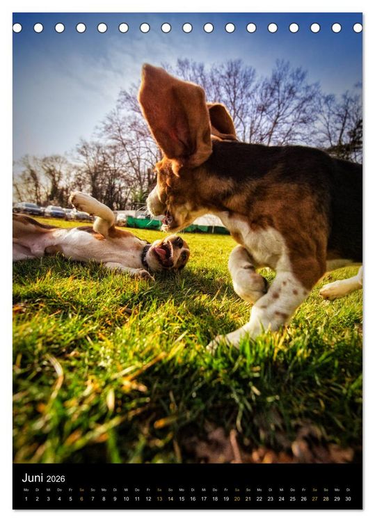 Produktbild: Beagle Action - Wilde Kuscheltiere (Tischkalender 2026 DIN A5 hoch), CALVENDO Monatskalender