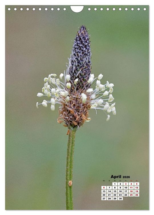 Produktbild: Spa&szlig; mit bunten Bl&uuml;mchen (Wandkalender 2026 DIN A4 hoch), CALVENDO Monatskalender
