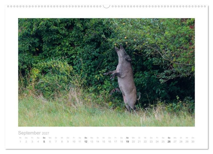 Produktbild: Wildschweine &ndash; Wildlife Fotografien (Wandkalender 2027 DIN A2 quer), CALVENDO Monatskalender