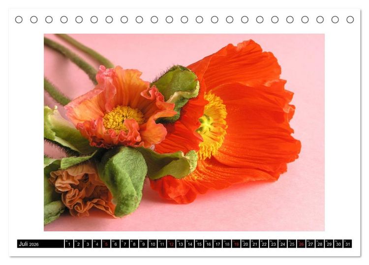Produktbild: Mohn im Portr&auml;t (Tischkalender 2026 DIN A5 quer), CALVENDO Monatskalender