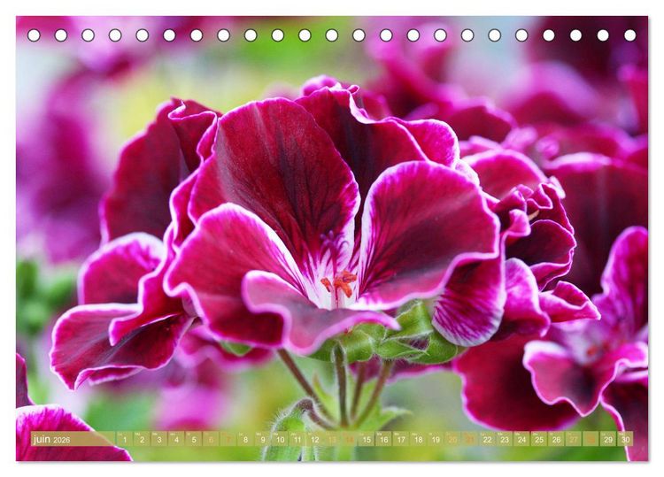 Produktbild: Une f&ecirc;te de fleurs (Calendrier de bureau 2026 DIN A5 vertical), CALVENDO calendrier mensuel