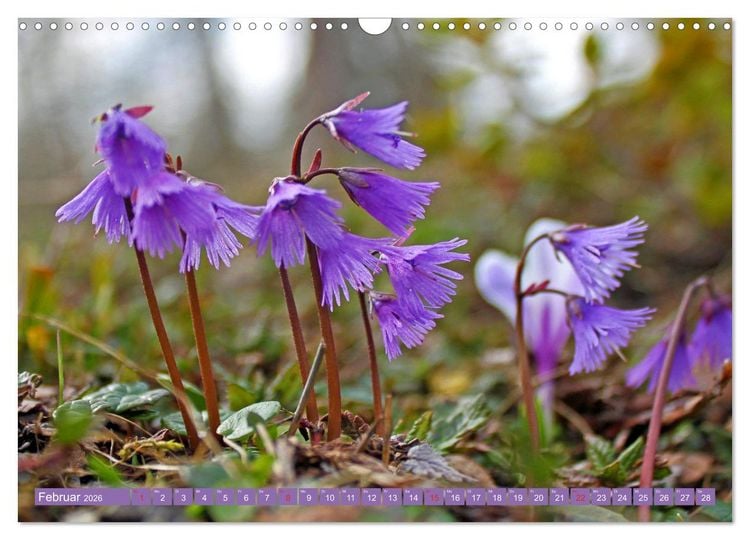 Produktbild: Meine sch&ouml;nsten Alpenblumen (Wandkalender 2026 DIN A3 quer), CALVENDO Monatskalender