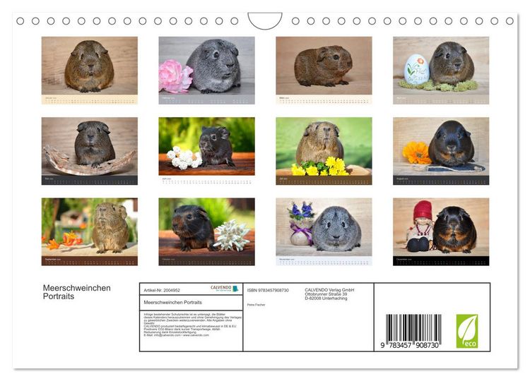 Produktbild: Meerschweinchen Portraits (Wandkalender 2026 DIN A4 quer), CALVENDO Monatskalender