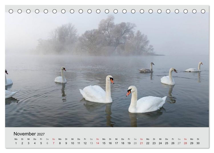 Produktbild: Mit dem Schwan durchs Jahr 2027 (Tischkalender 2027 DIN A5 quer), CALVENDO Monatskalender