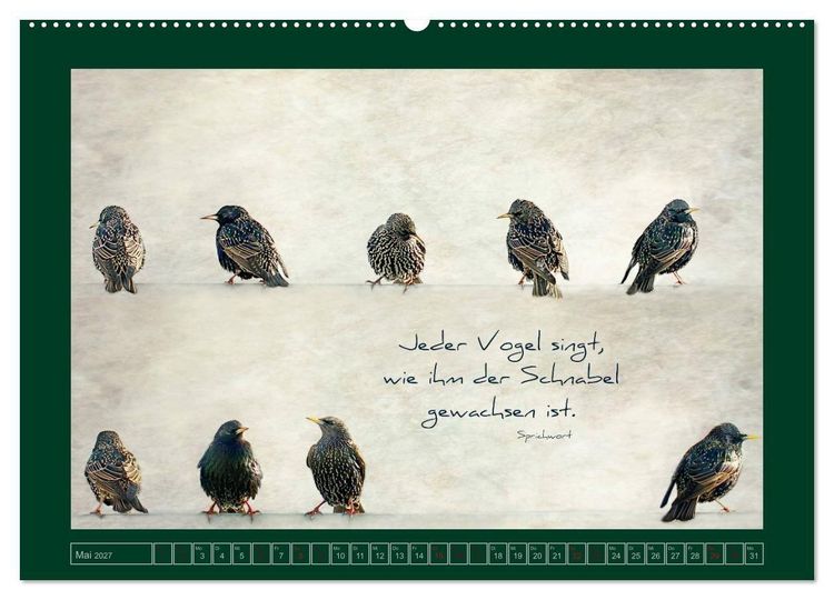 Produktbild: Stare und Weisheiten (Wandkalender 2027 DIN A2 quer), CALVENDO Monatskalender