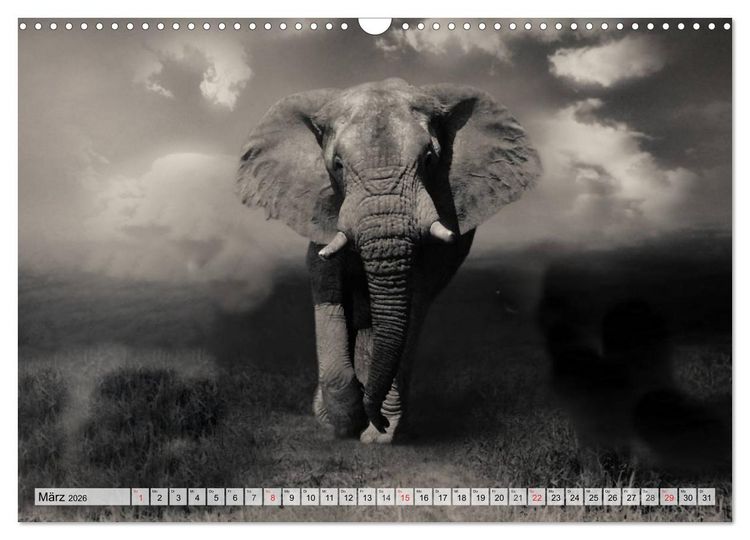 Produktbild: Wilde Tiere in schwarz-wei&szlig; (Wandkalender 2026 DIN A3 quer), CALVENDO Monatskalender