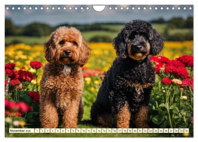 Produktbild: Pudel in allen Farben und Gr&ouml;&szlig;en (Wandkalender 2026 DIN A4 quer), CALVENDO Monatskalender