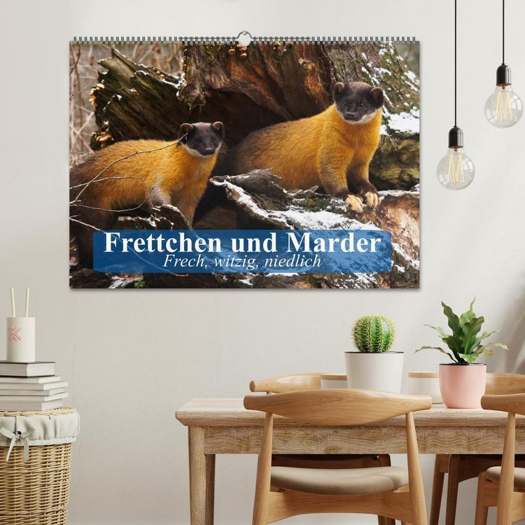 Produktbild: Frettchen und Marder. Frech, witzig, niedlich (Wandkalender 2026 DIN A2 quer), CALVENDO Monatskalender