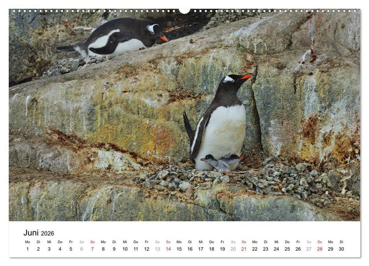 Produktbild: Im Reich der Pinguine (Wandkalender 2026 DIN A2 quer), CALVENDO Monatskalender
