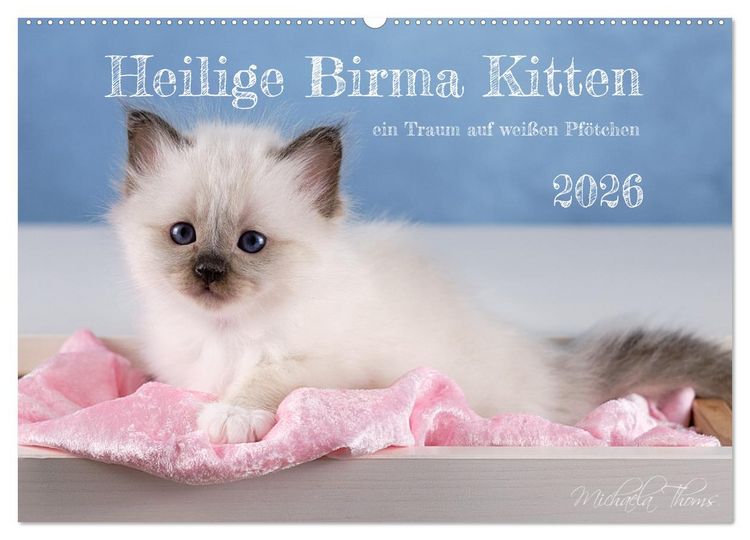 Produktbild: Heilige Birma Kitten - ein Traum auf wei&szlig;en Pf&ouml;tchen (Wandkalender 2026 DIN A2 quer), CALVENDO Monatskalender