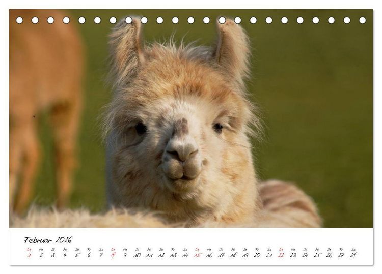 Produktbild: DIE LAMAS VON DER LAHN (Tischkalender 2026 DIN A5 quer), CALVENDO Monatskalender
