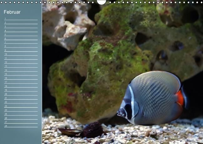 Produktbild: Bunte Riffbewohner - Fische, Anemonen und noch viel mehr (Wandkalender immerw&auml;hrend DIN A3 quer)