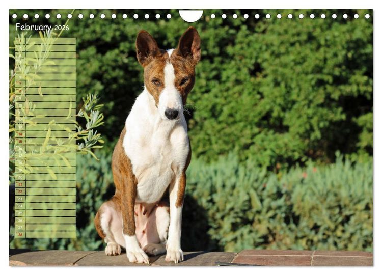 Produktbild: Basenji the African Barkless Dog (Wall Calendar 2026 DIN A4 landscape), CALVENDO 12 Month Wall Calendar