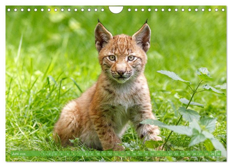 Produktbild: Dem Luchs auf der Spur (Wandkalender 2026 DIN A4 quer), CALVENDO Monatskalender