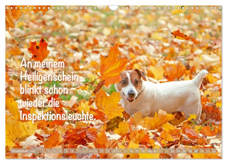 Produktbild: Jack Russell Terrier: Komm spielen (Wandkalender 2026 DIN A3 quer), CALVENDO Monatskalender