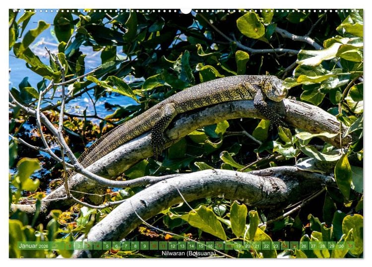 Produktbild: Reptilien wild und sch&ouml;n (Wandkalender 2026 DIN A2 quer), CALVENDO Monatskalender