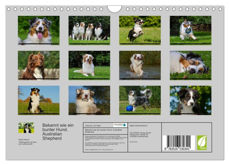 Produktbild: Bekannt wie ein bunter Hund. Australian Shepherd (Wandkalender 2026 DIN A4 quer), CALVENDO Monatskalender
