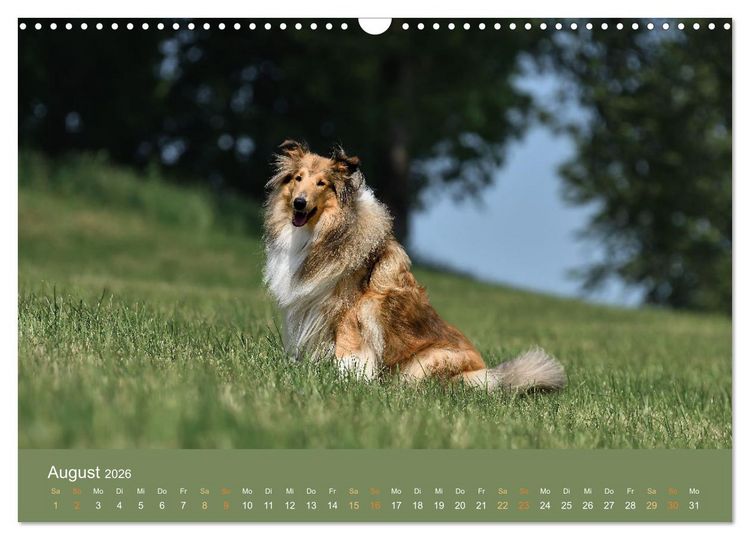 Produktbild: Fantastische Collies - Sieger der Herzen (Wandkalender 2026 DIN A3 quer), CALVENDO Monatskalender