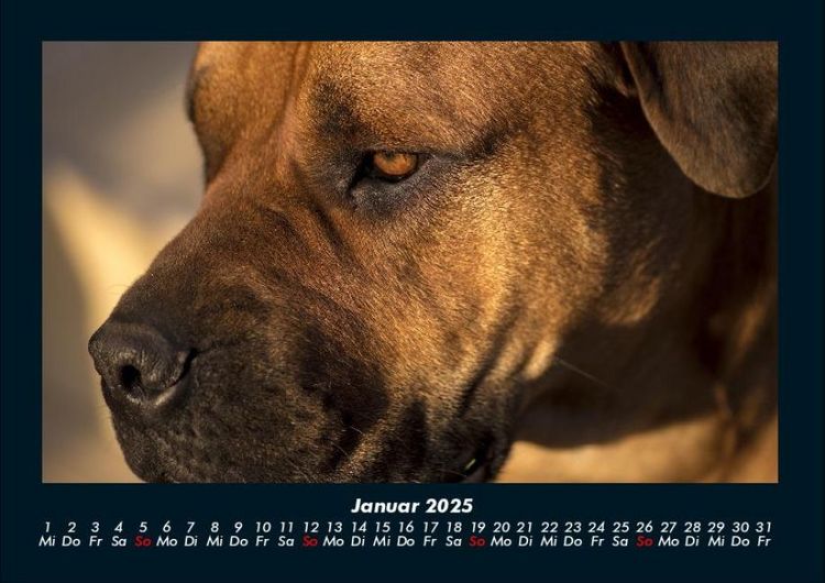 Produktbild: Der Hundekalender 2025 Fotokalender DIN A4