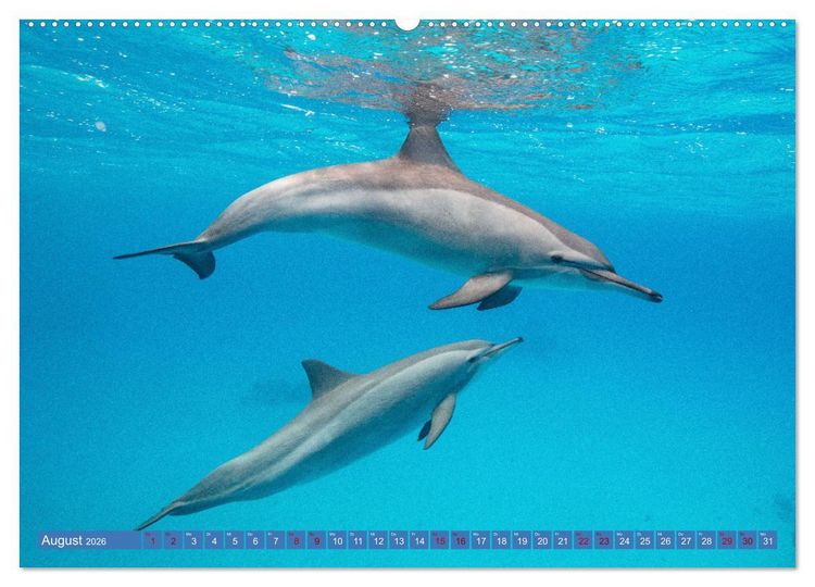 Produktbild: Tauchen, Fische und Meer (Wandkalender 2026 DIN A2 quer), CALVENDO Monatskalender