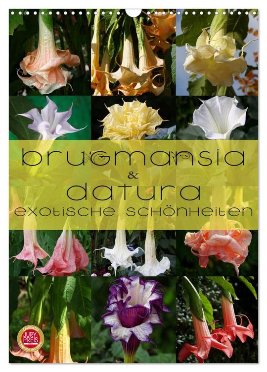 Produktbild: Brugmansia & Datura - Exotische Sch&ouml;nheiten (Wandkalender 2026 DIN A3 hoch), CALVENDO Monatskalender