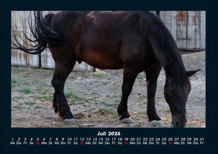 Produktbild: Die Welt der Pferde 2026 Fotokalender DIN A4