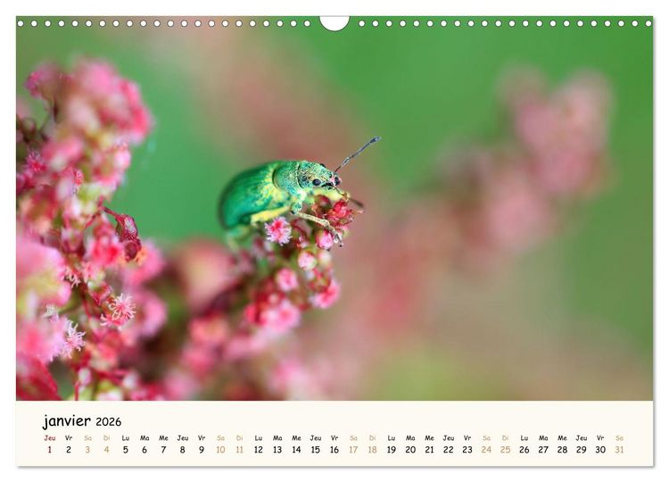 Produktbild: Nos amis les insectes (Calendrier mural 2026 DIN A3 vertical), CALVENDO calendrier mensuel