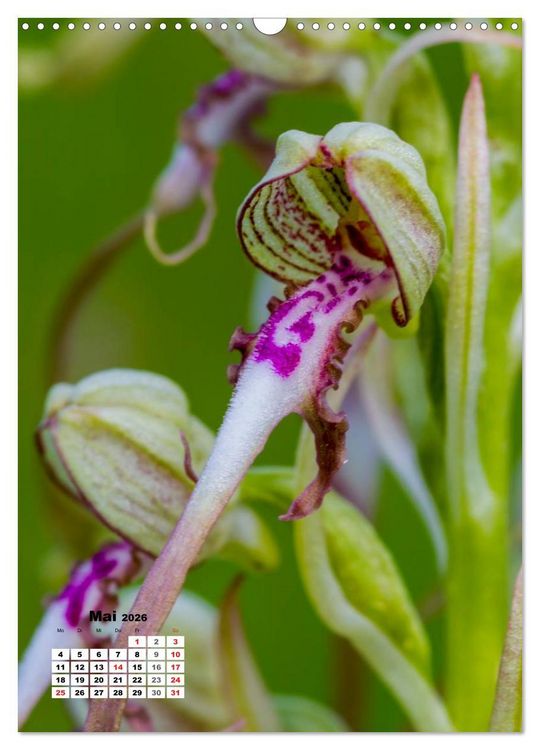 Produktbild: Zauber der Natur - Heimische Orchideen und Wiesenblumen (Wandkalender 2026 DIN A3 hoch), CALVENDO Monatskalender