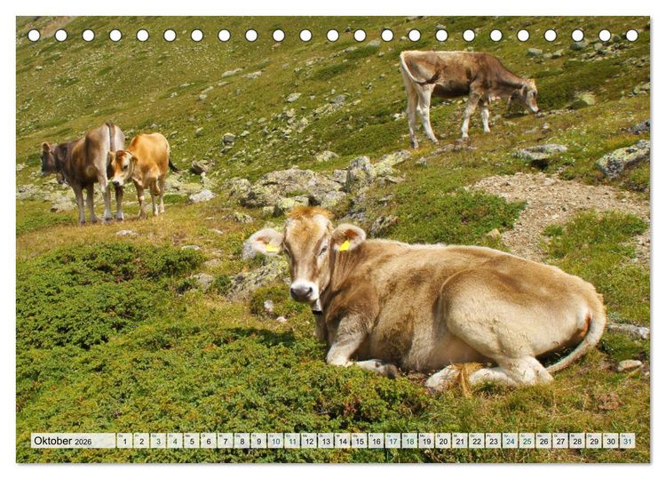 Produktbild: K&uuml;he im Einklang mit der Natur (Tischkalender 2026 DIN A5 quer), CALVENDO Monatskalender