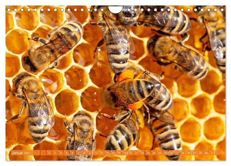 Produktbild: Ein Leben f&uuml;r den Honig: Bienen und Imker (Wandkalender 2027 DIN A4 quer), CALVENDO Monatskalender