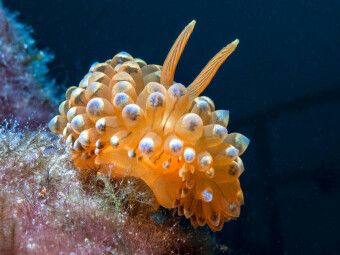 Produktbild: CALVENDO Puzzle Nacktschnecke im Mittelmeer | 1000 Teile Lege-Gr&ouml;&szlig;e 64x48cm Foto-Puzzle f&uuml;r gl&uuml;ckliche Stunden