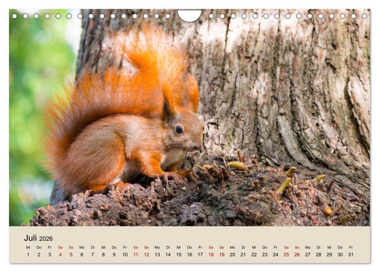 Produktbild: Eichh&ouml;rnchen in Berlin (Wandkalender 2026 DIN A4 quer), CALVENDO Monatskalender