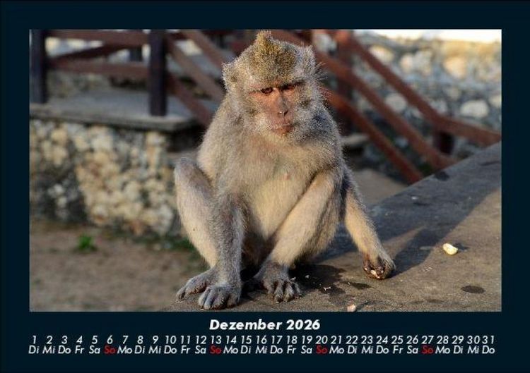 Produktbild: Zoobewohner 2026 Fotokalender DIN A5