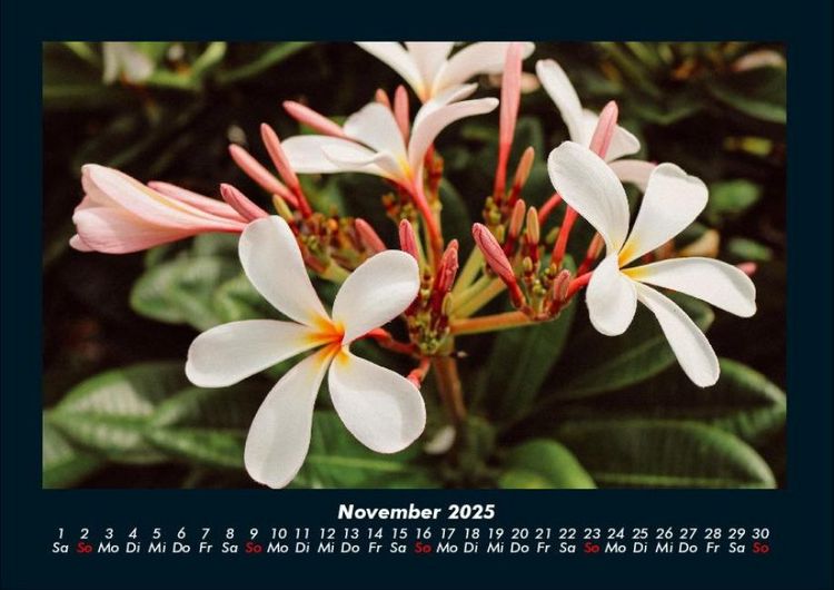 Produktbild: Blumenzauber 2025 Fotokalender DIN A4