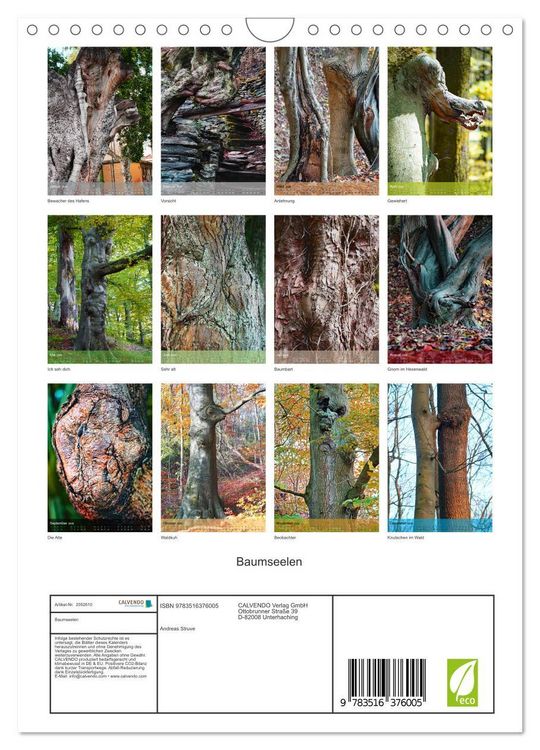 Produktbild: Baumseelen (Wandkalender 2026 DIN A4 hoch), CALVENDO Monatskalender