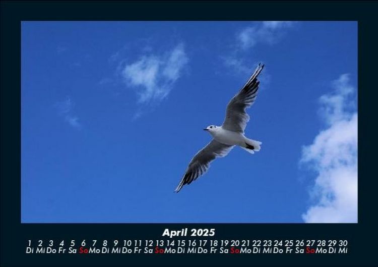 Produktbild: Welt der V&ouml;gel 2025 Fotokalender DIN A5