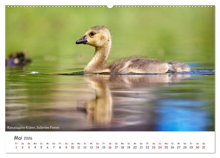 Produktbild: Emsland Impressionen (hochwertiger Premium Wandkalender 2026 DIN A2 quer), Kunstdruck in Hochglanz