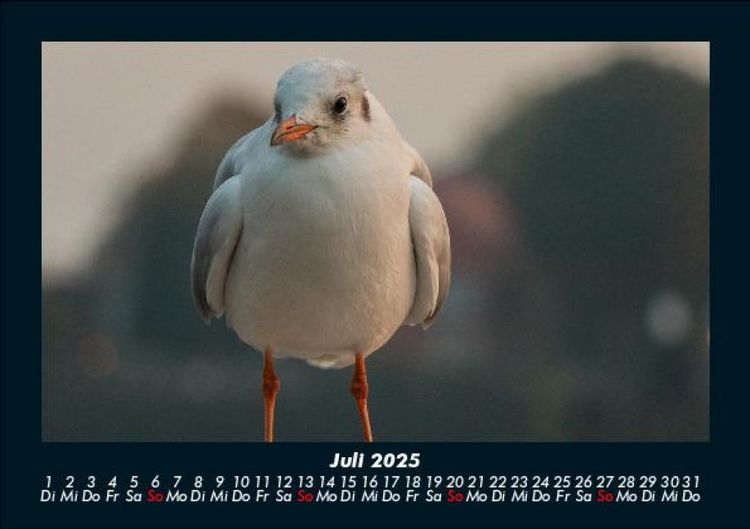 Produktbild: Hamburg 2025 Fotokalender DIN A5