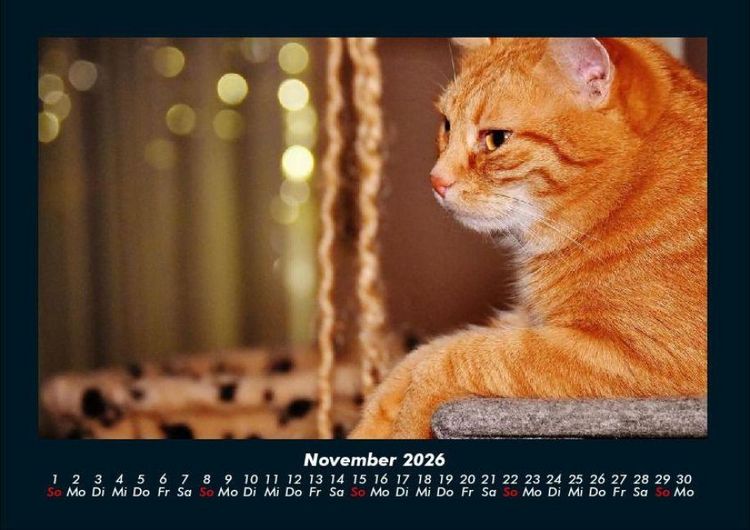 Produktbild: F&uuml;r Katzenfreunde 2026 Fotokalender DIN A4
