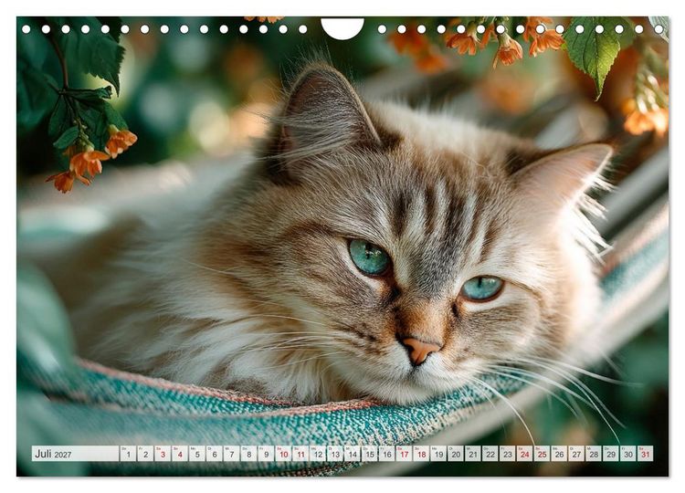 Produktbild: Katzen - Jeder Moment ein Abenteuer (Wandkalender 2027 DIN A4 quer), CALVENDO Monatskalender