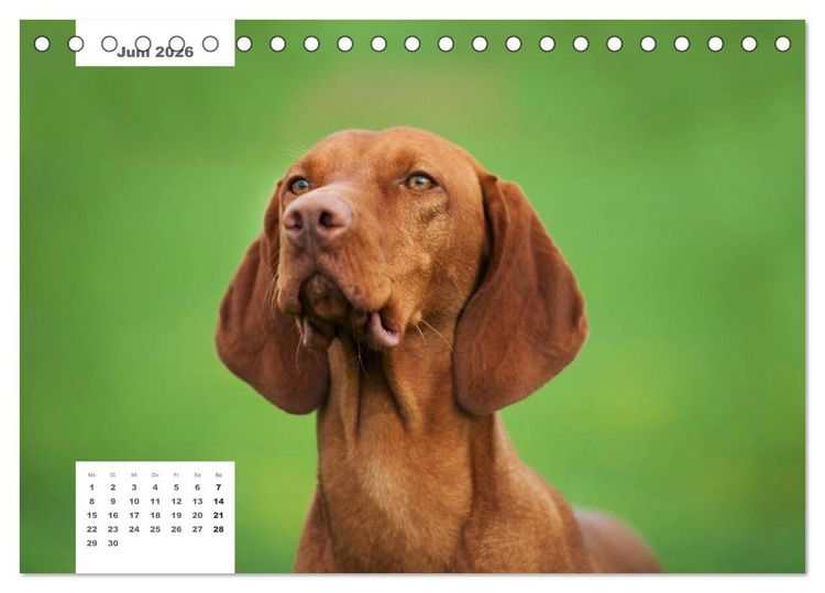 Produktbild: Rassehunde (Tischkalender 2026 DIN A5 quer), CALVENDO Monatskalender