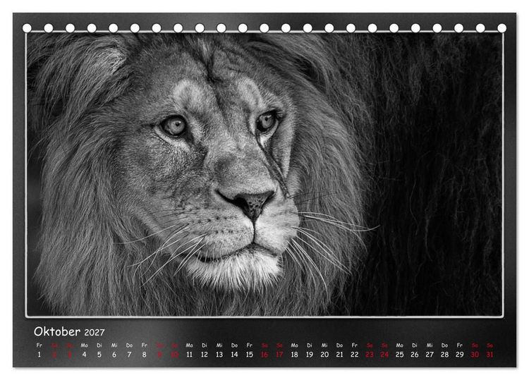 Produktbild: Tieren ins Gesicht geschaut (Tischkalender 2027 DIN A5 quer), CALVENDO Monatskalender