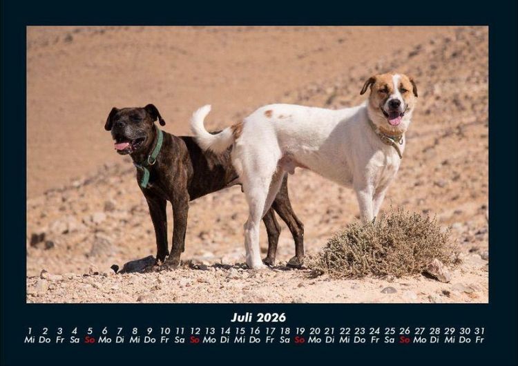 Produktbild: Hunde 2026 Fotokalender DIN A4