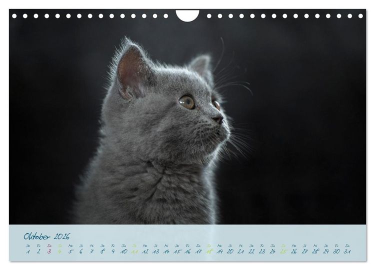 Produktbild: Ein kleiner Kater entdeckt die Welt! (Wandkalender 2026 DIN A4 quer), CALVENDO Monatskalender