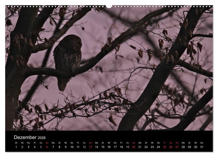 Produktbild: Waldk&auml;uze, fotografiert in M&uuml;nchen (Wandkalender 2026 DIN A2 quer), CALVENDO Monatskalender