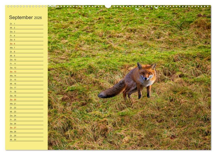 Produktbild: Wir sind die Stars im Wald (hochwertiger Premium Wandkalender 2026 DIN A2 quer), Kunstdruck in Hochglanz