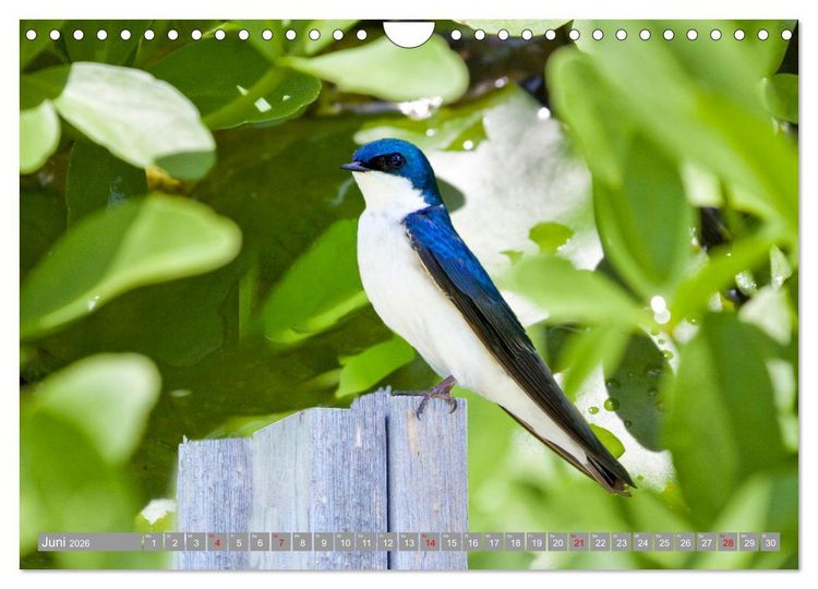 Produktbild: Wir sind die fliegenden Stars (Wandkalender 2026 DIN A4 quer), CALVENDO Monatskalender